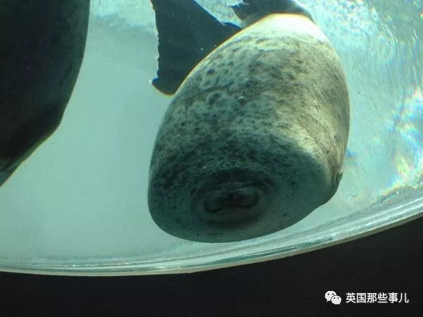 没有干劲的废柴海豹,只要心中有床,在哪里都可以豹睡个爽啊……