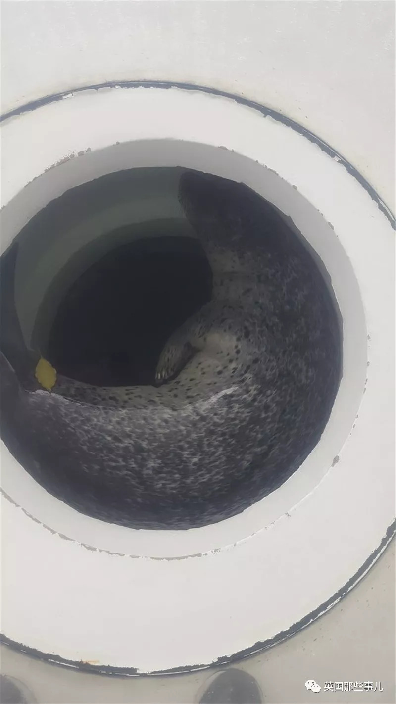 没有干劲的废柴海豹,只要心中有床,在哪里都可以豹睡个爽啊……