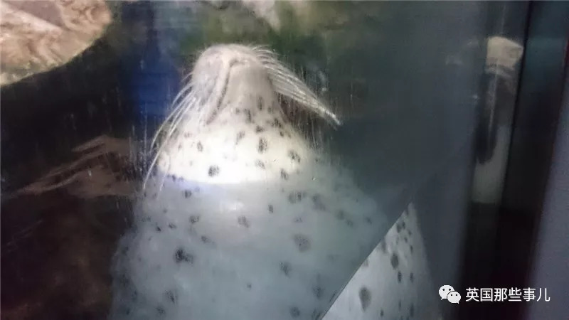 没有干劲的废柴海豹,只要心中有床,在哪里都可以豹睡个爽啊……