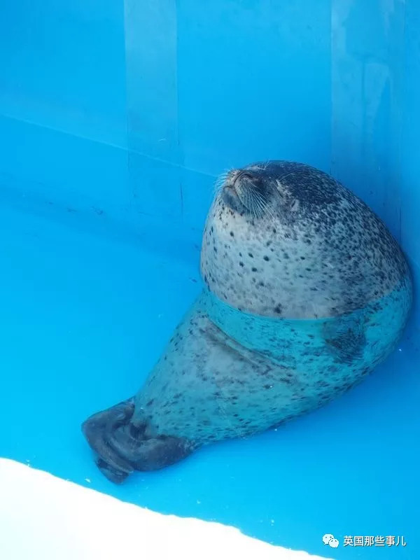 没有干劲的废柴海豹，只要心中有床，在哪里都可以豹睡个爽啊……