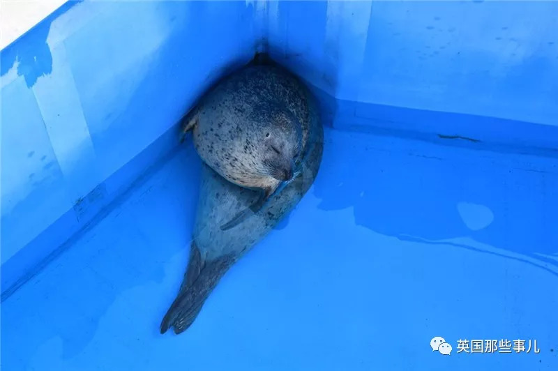 没有干劲的废柴海豹,只要心中有床,在哪里都可以豹睡个爽啊……