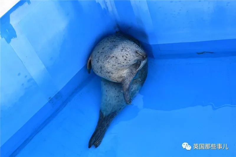 没有干劲的废柴海豹，只要心中有床，在哪里都可以豹睡个爽啊……