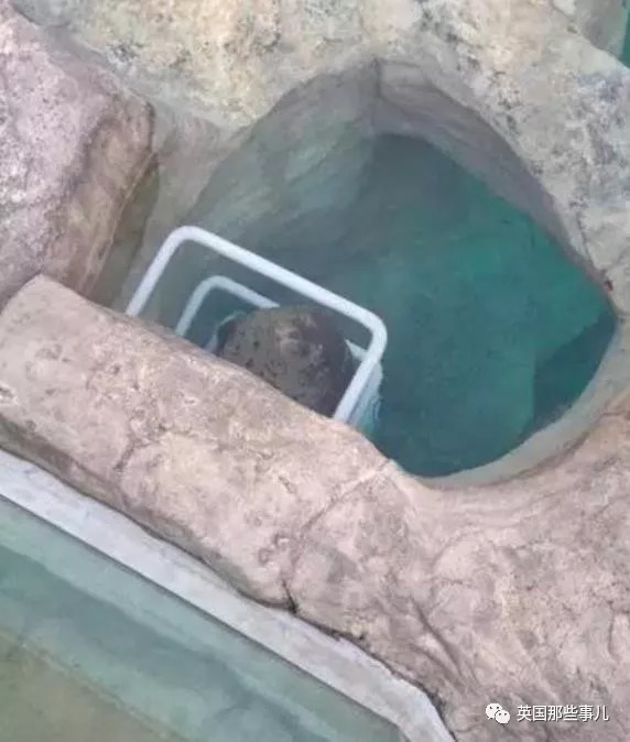 没有干劲的废柴海豹,只要心中有床,在哪里都可以豹睡个爽啊……