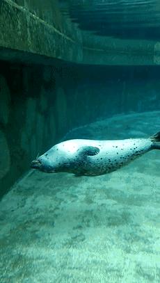 没有干劲的废柴海豹，只要心中有床，在哪里都可以豹睡个爽啊……