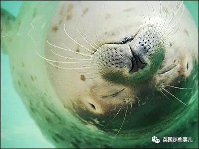 没有干劲的废柴海豹,只要心中有床,在哪里都可以豹睡个爽啊……