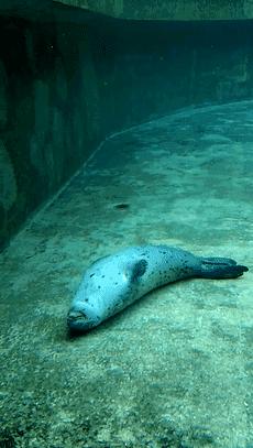 没有干劲的废柴海豹,只要心中有床,在哪里都可以豹睡个爽啊……