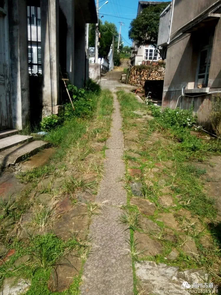 八百载风雨——大茶山