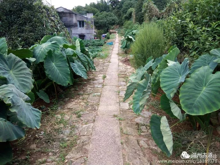 八百载风雨——大茶山