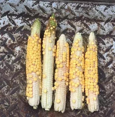 玉米现在缺苗补种什么,玉米顶部缺粒怎么办