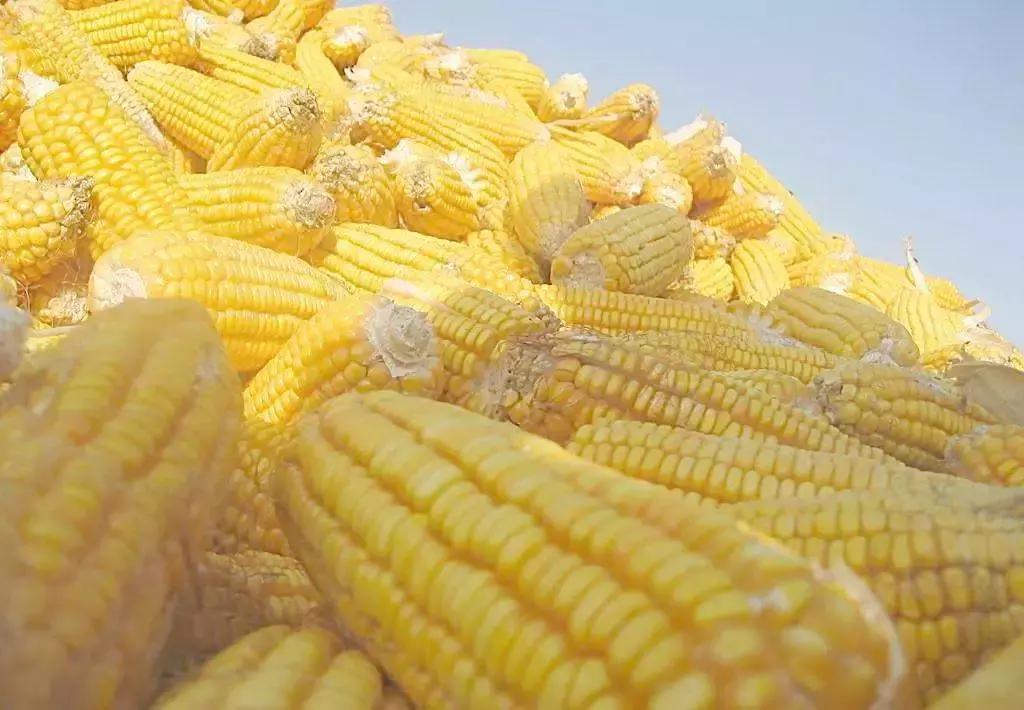 玉米现在缺苗补种什么,玉米顶部缺粒怎么办