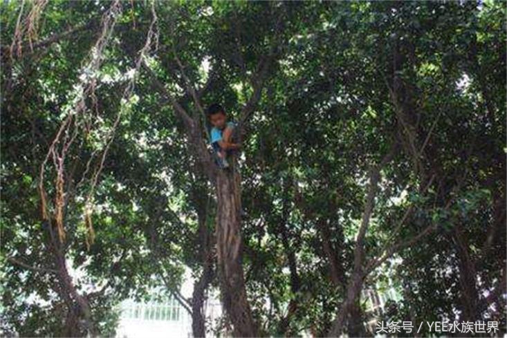 鱼缸摆放位置风水讲究正对门,摆放鱼缸养鱼跟风水真有关系吗