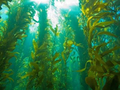 每日一本草泽泻,每日一本草