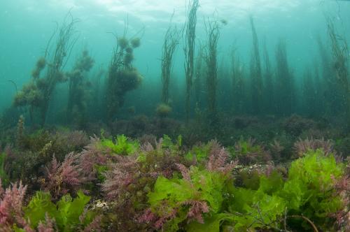 每日一本草泽泻,每日一本草