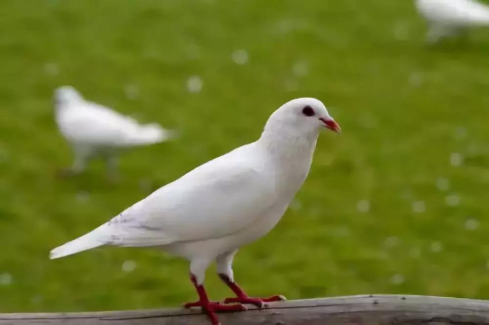 工科生变身“白鸽王”,创业2年建成粤东最大养殖场!