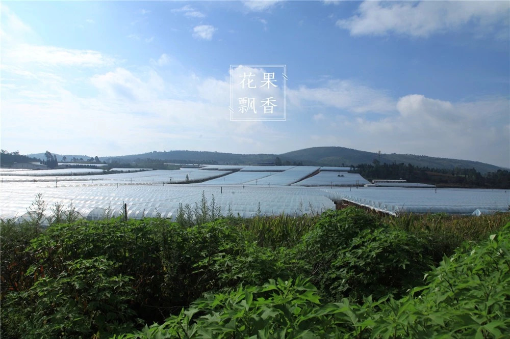 葡萄一年二次果好吃吗,葡萄二次结果怎么样