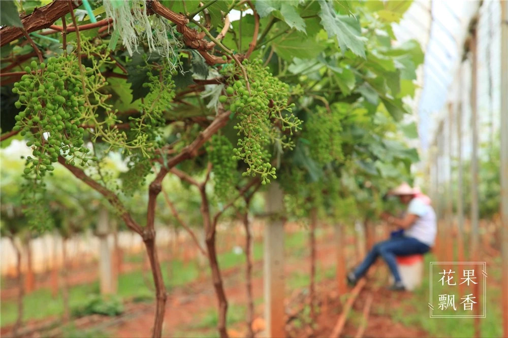 葡萄一年二次果好吃吗,葡萄二次结果怎么样