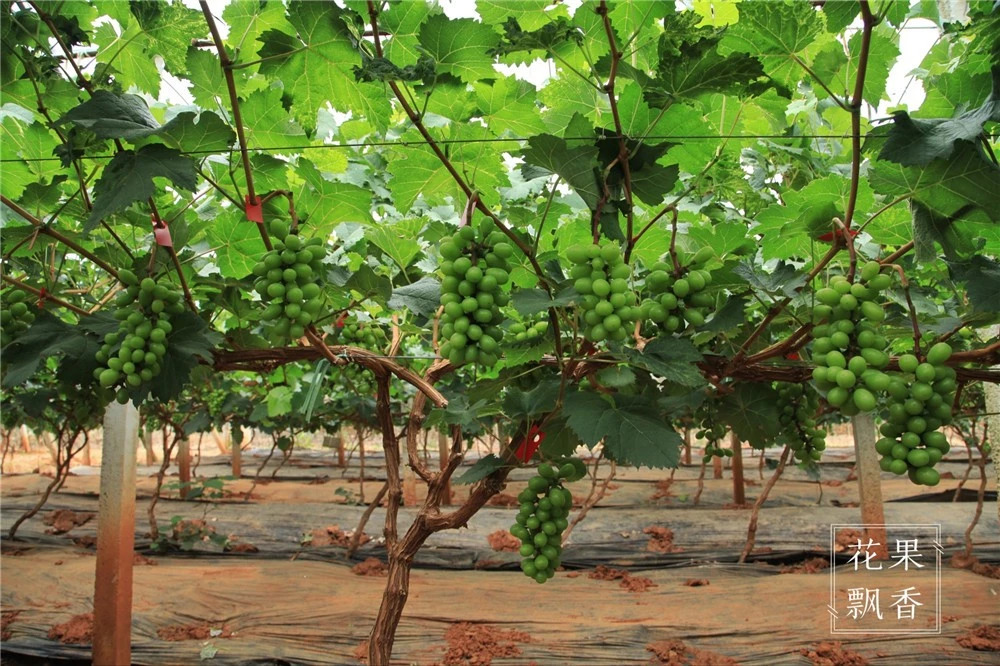 葡萄一年二次果好吃吗,葡萄二次结果怎么样