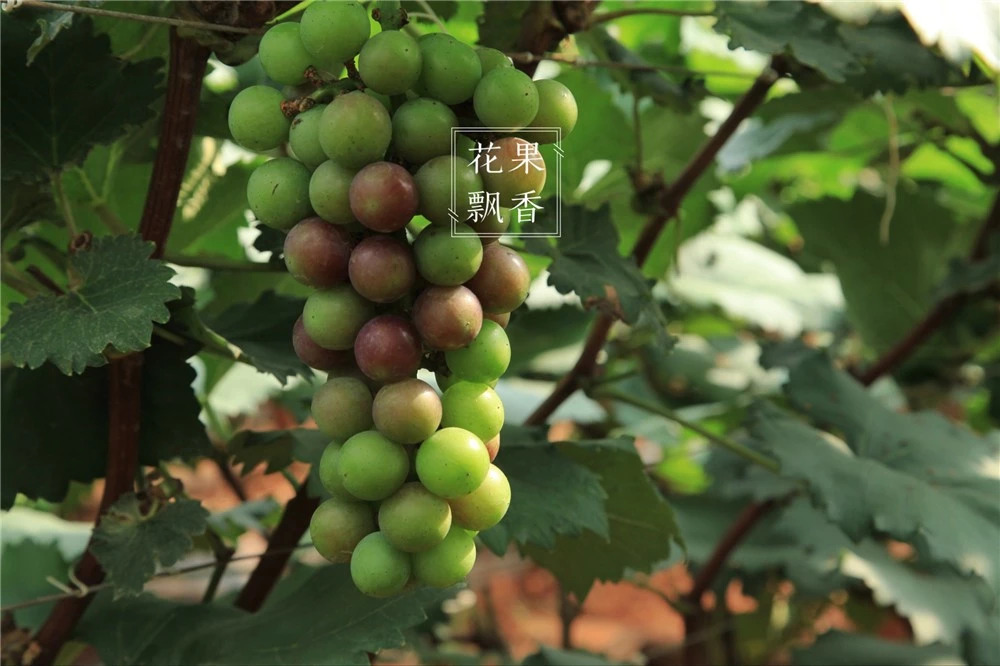 葡萄一年二次果好吃吗,葡萄二次结果怎么样
