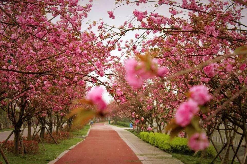 青白江凤凰盛景航拍,青白江凤凰新城最新视频