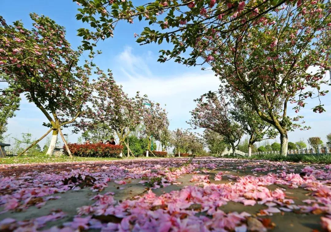 青白江凤凰盛景航拍,青白江凤凰新城最新视频