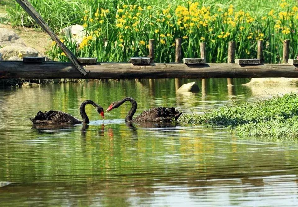 青白江凤凰盛景航拍,青白江凤凰新城最新视频