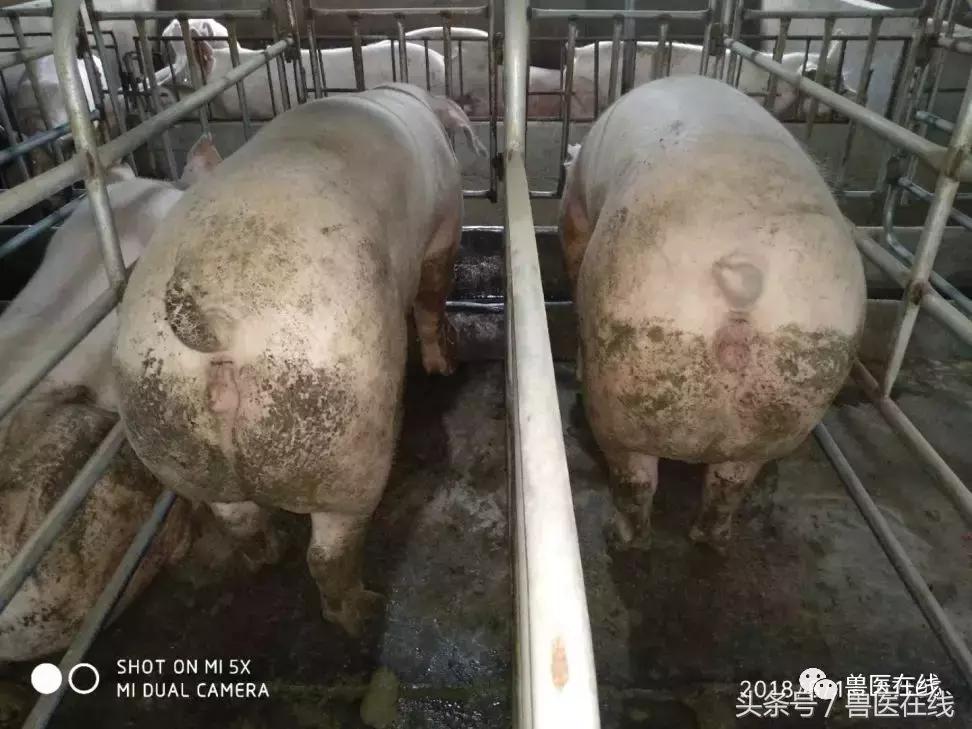 母猪蓝耳病是什么引起的,猪蓝耳死亡症状