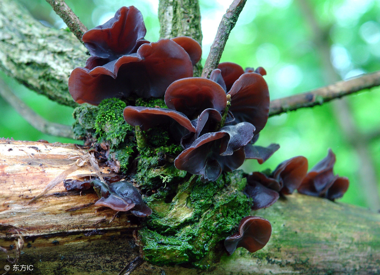 以前这些野味只有农村吃，现在城里人都爱吃，种了不愁卖！