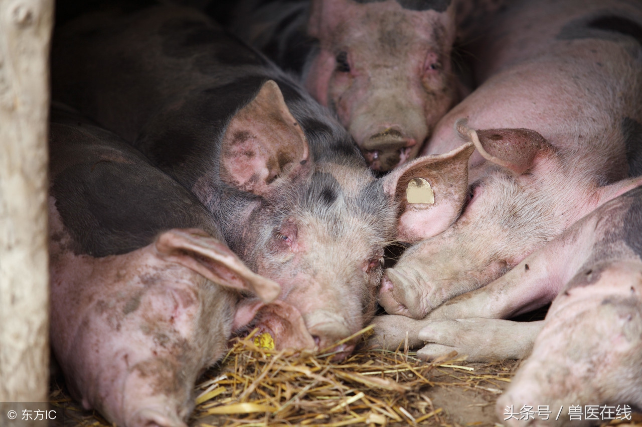 母猪蓝耳病是什么引起的,猪蓝耳死亡症状