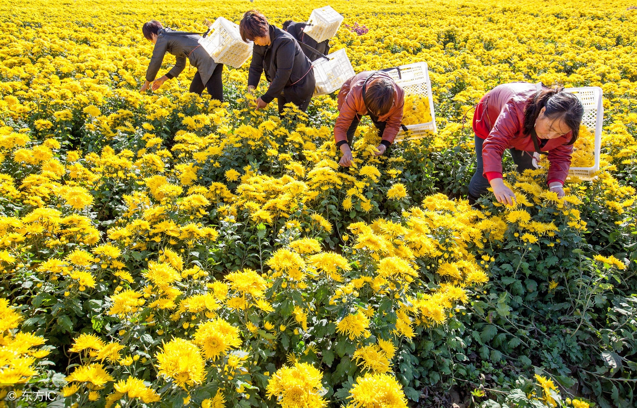 以前这些野味只有农村吃，现在城里人都爱吃，种了不愁卖！