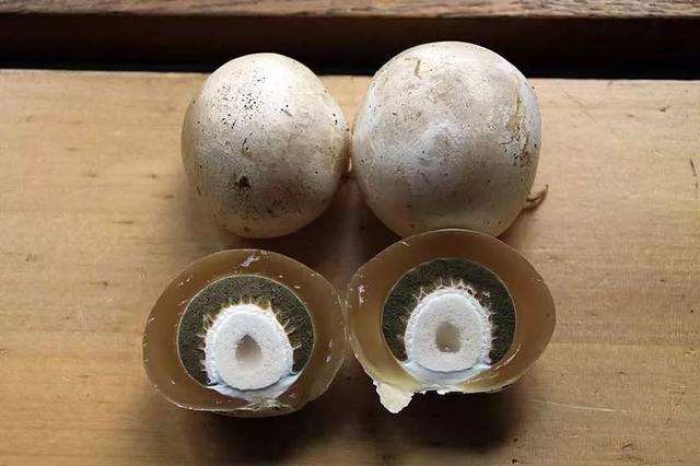 以前这些野味只有农村吃，现在城里人都爱吃，种了不愁卖！