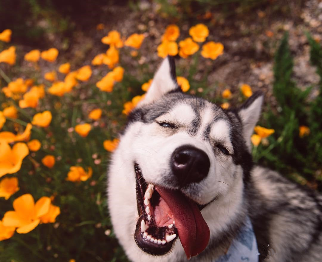 buy是买的意思吗,buy与sell的区别