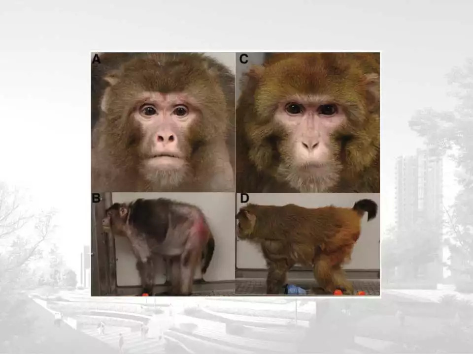 「课件」冯长艳（重庆肿瘤医院）：肿瘤患者的营养与康复指导