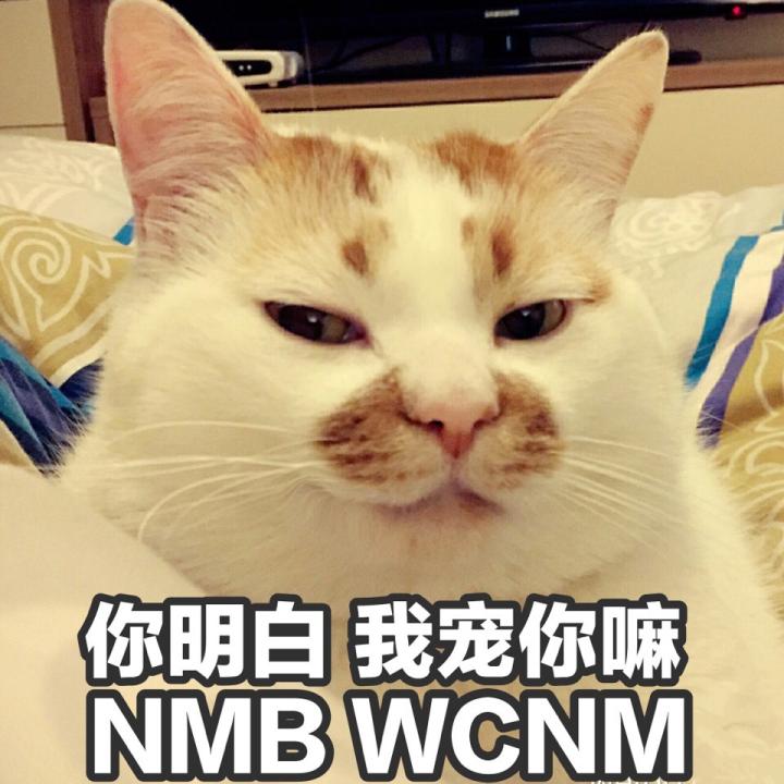 猫喜欢跟你睡枕头,猫喜欢和我睡说明什么