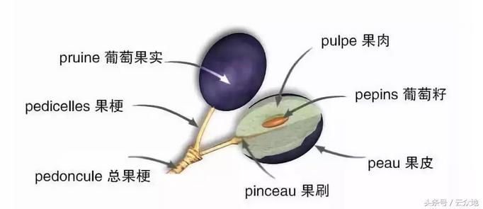 葡萄用什么钙肥最好,葡萄上用什么钙肥最好