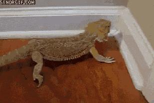 蜥类爬宠大全,爬宠短尾巨蜥