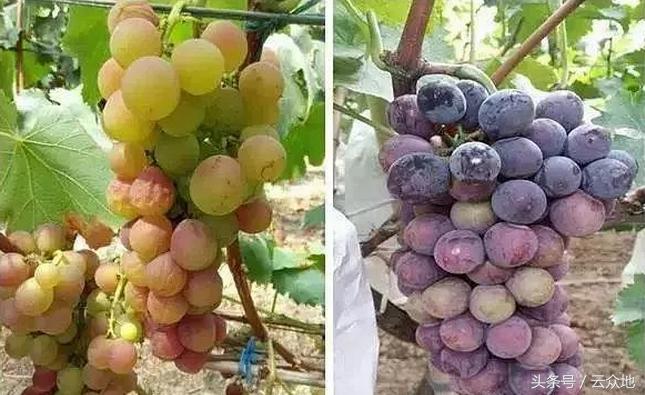 葡萄用什么钙肥最好,葡萄上用什么钙肥最好