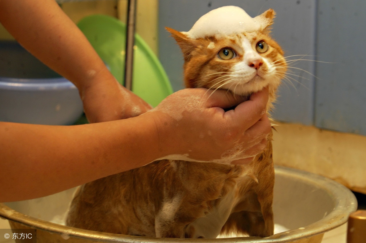 说明给猫洗澡有哪些注意事项,自己给猫洗澡注意事项