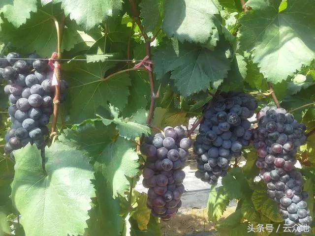 葡萄用什么钙肥最好,葡萄上用什么钙肥最好