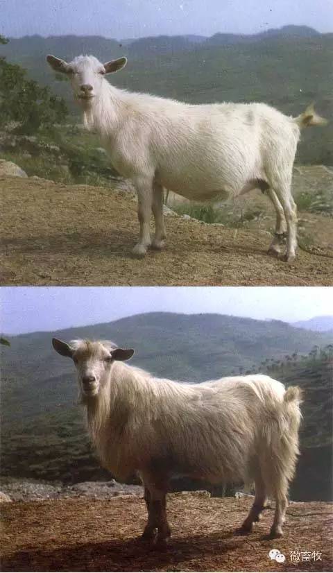 现在羊的品种最好的是什么品种,羊品种大全