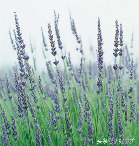 南方适合种什么品种的衣草,薰衣草品种及图片欣赏大全