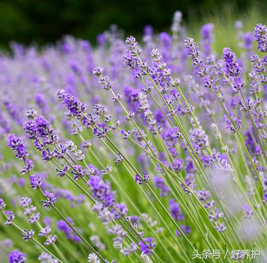 南方适合种什么品种的衣草,薰衣草品种及图片欣赏大全