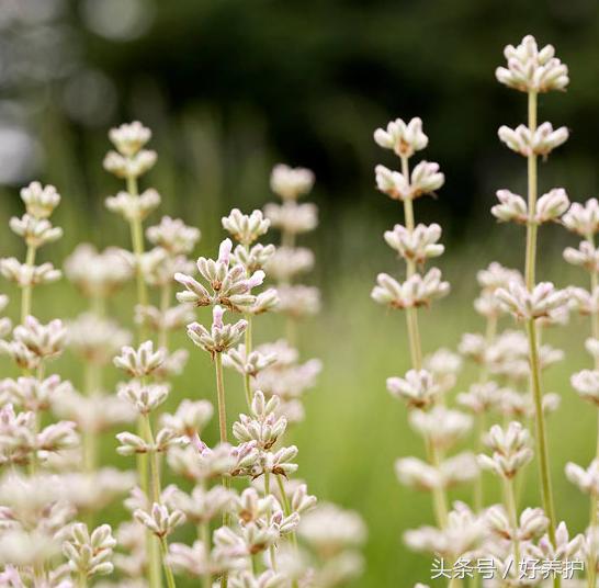 南方适合种什么品种的衣草,薰衣草品种及图片欣赏大全