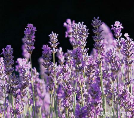 南方适合种什么品种的衣草,薰衣草品种及图片欣赏大全