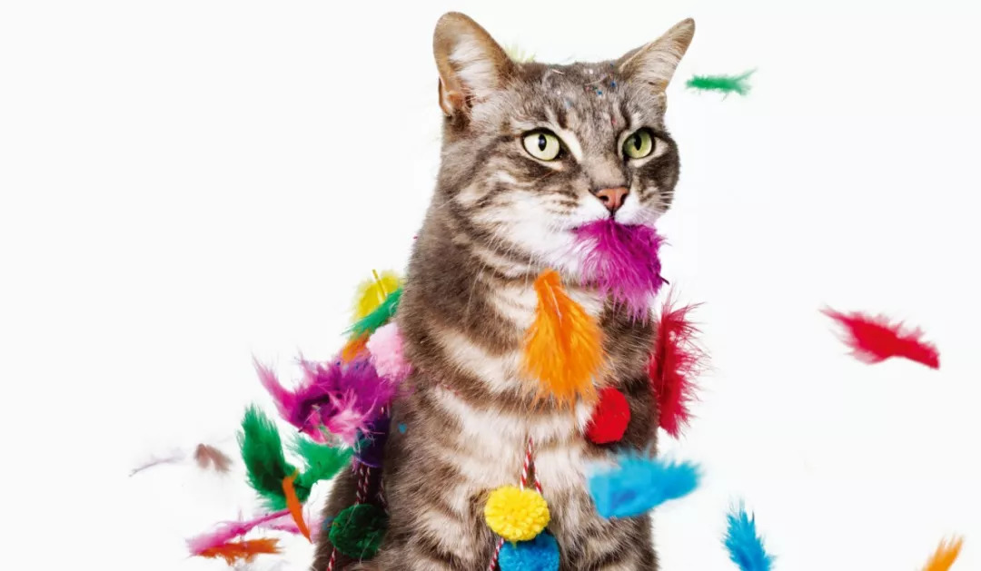 好奇心害死猫下一句怎么回,好奇心害死猫怎么高情商回复