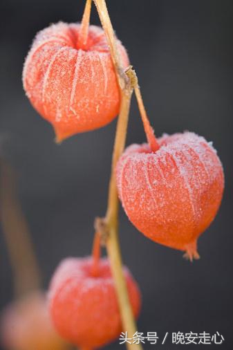 自古深情留不住偏偏套路得人心,自古真诚留不住唯有套路得人心