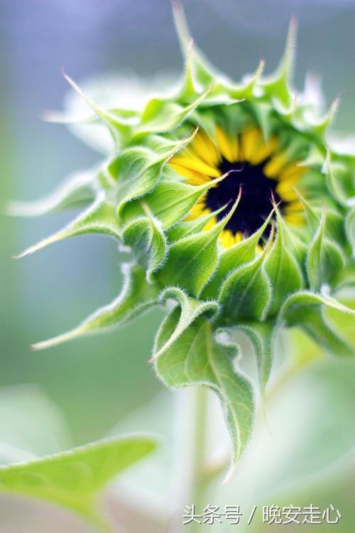 自古深情留不住偏偏套路得人心,自古真诚留不住唯有套路得人心