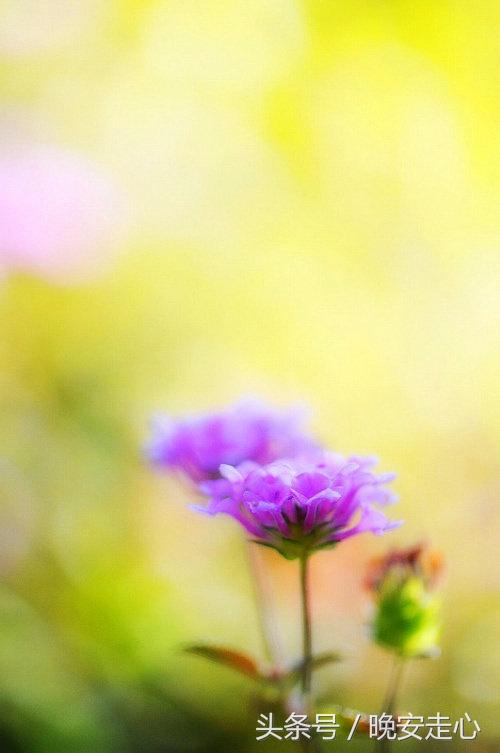 自古深情留不住偏偏套路得人心,自古真诚留不住唯有套路得人心