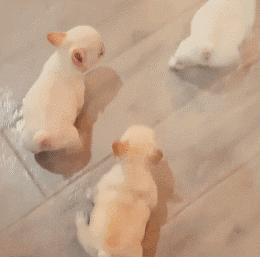 知道这五种草药让你养殖无忧,养猪人必看的10个方法