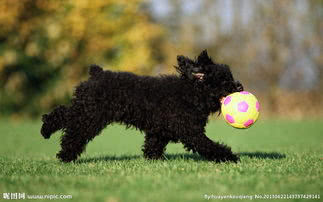 狗狗常见的十大疾病,盘点狗狗的最坏行为