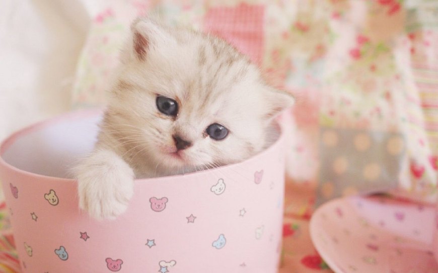 茶杯猫最喜欢吃什么,茶杯猫有什么习性